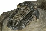 Detailed Gerastos Trilobite Fossil - Morocco #351279-5